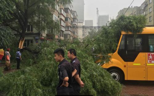 哈市香坊區一棵大樹樹干折斷砸中校車 無人員傷亡