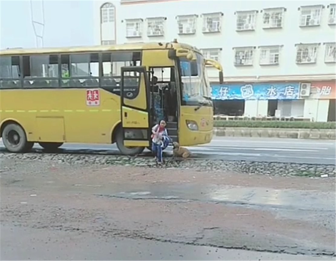 田園犬接小主人放學,一見校車就撒歡兒,狗:你咋才回來 田園犬接小主人放學,一見校車就撒歡兒,狗:你咋才回來