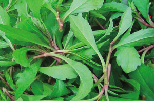 神奇校車要帶小“果凍”認識春天里的野菜哦